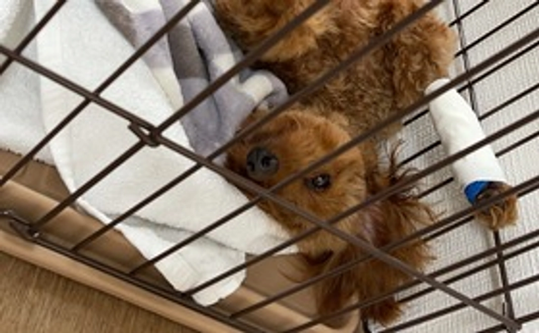 「１０００円」応援コース