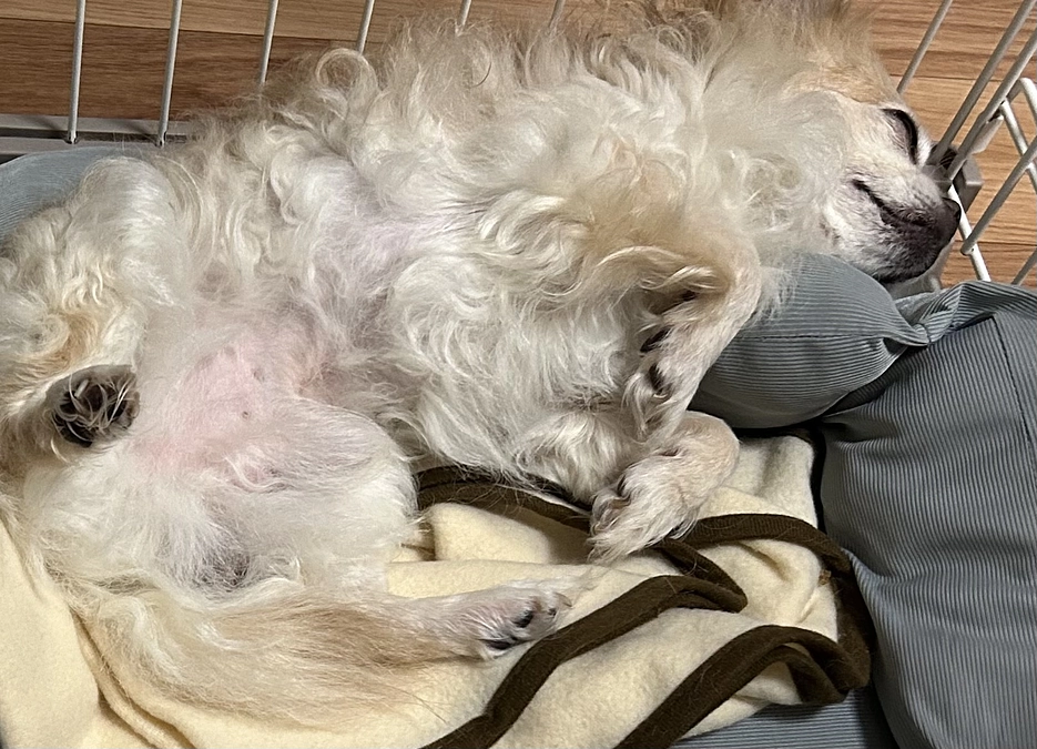 寝たり…起きたり…の1日でした。。