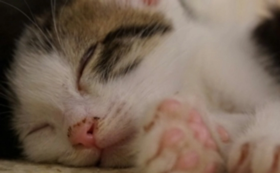 【保護猫たちの元気な姿を！見届けて！】ねこぱんちの活動応援！