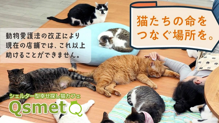 1匹でも多くの命を救うため。より広いシェルター型保護猫カフェへ