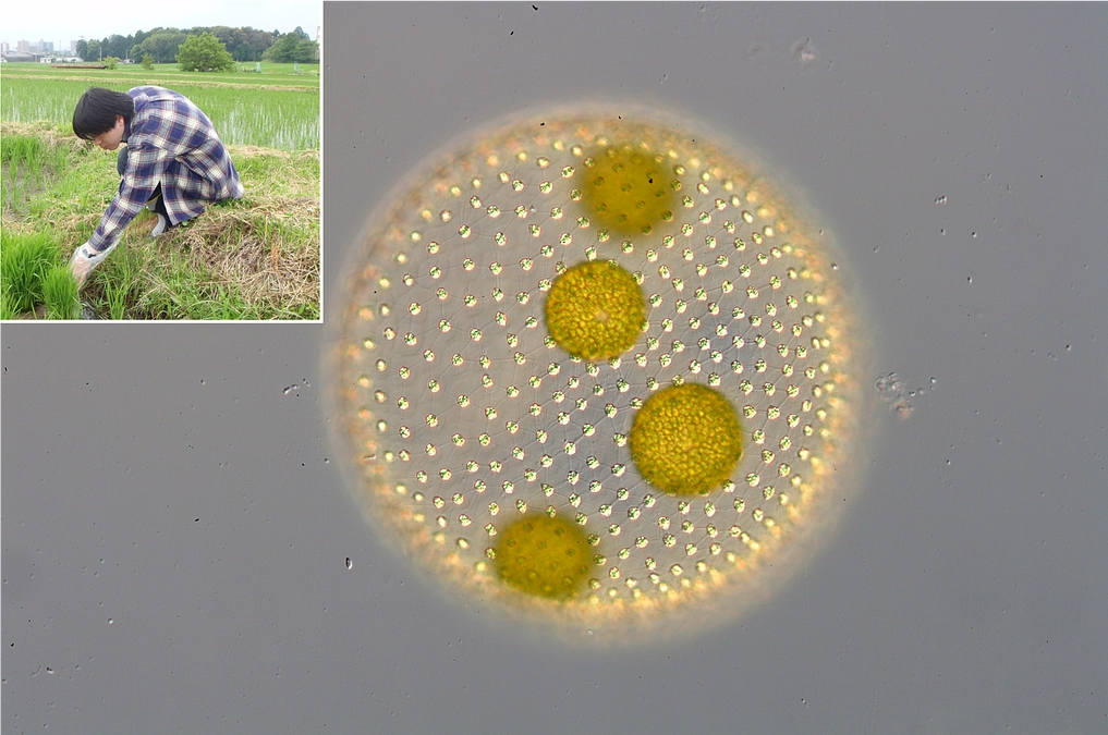 学芸員のお仕事紹介！　微小生物学　鈴木隆仁　～プランクトンで見る四季～
