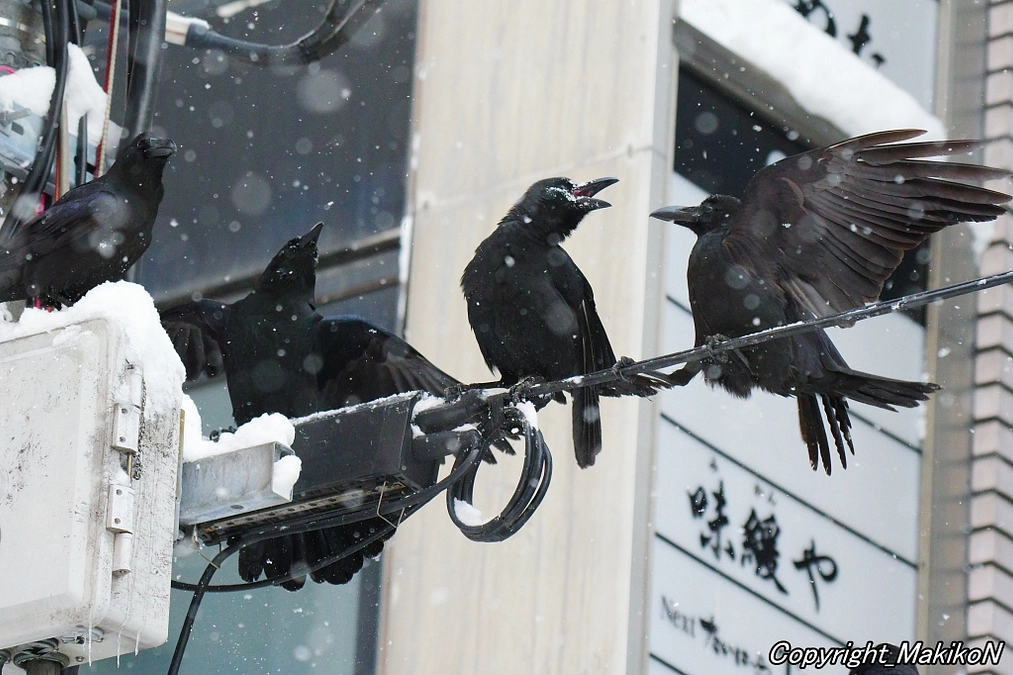 「カラスマニュアル2024」と「パンフレット」を新調しました