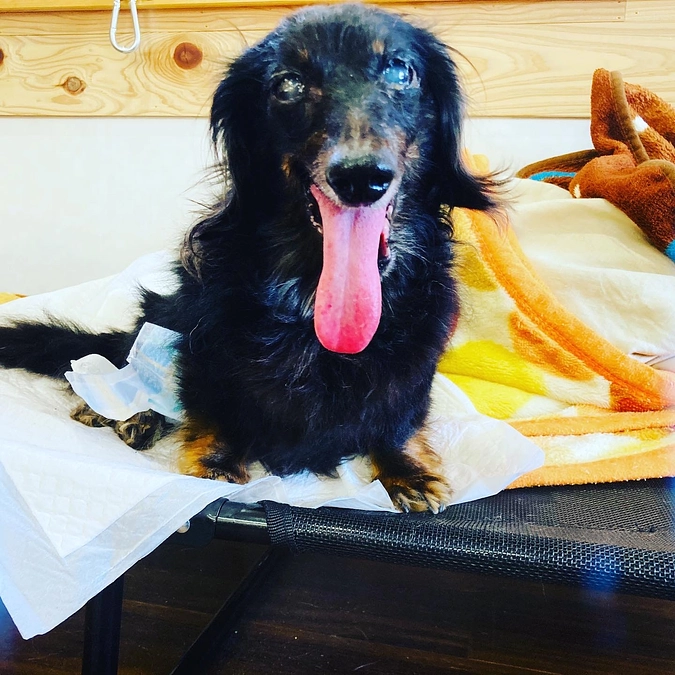 NNNドキュメントの動画をご紹介「目を閉じる瞬間まで…老犬たちの最後の居場所」