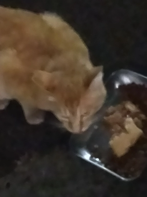 いじめられっ子茶太郎…