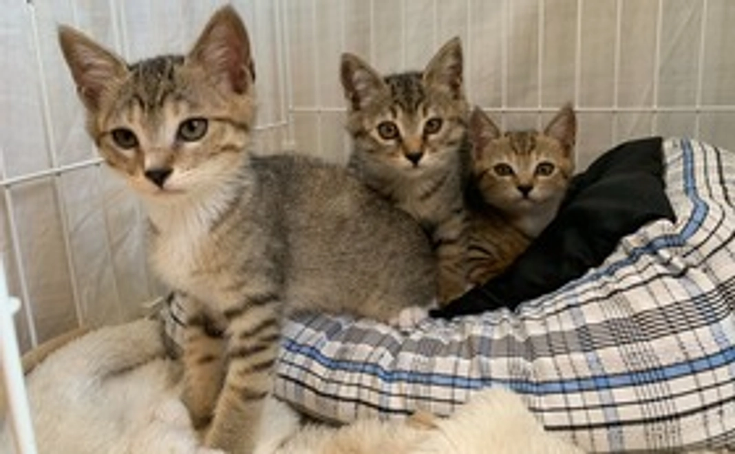 2022年もりねこカレンダー（壁掛）