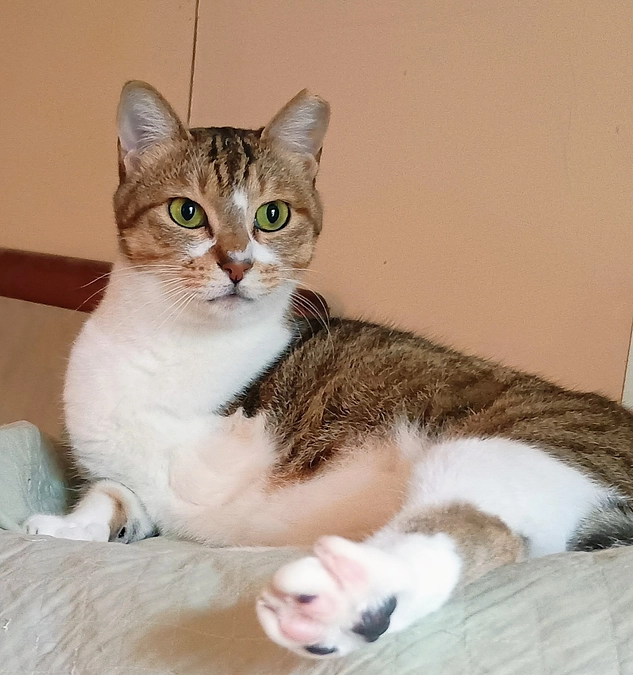 ３本脚の保護猫ちゃん