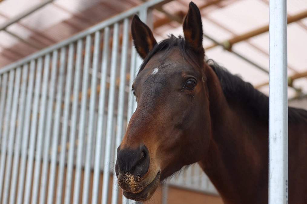 プロジェクト実施完了日訂正の御案内