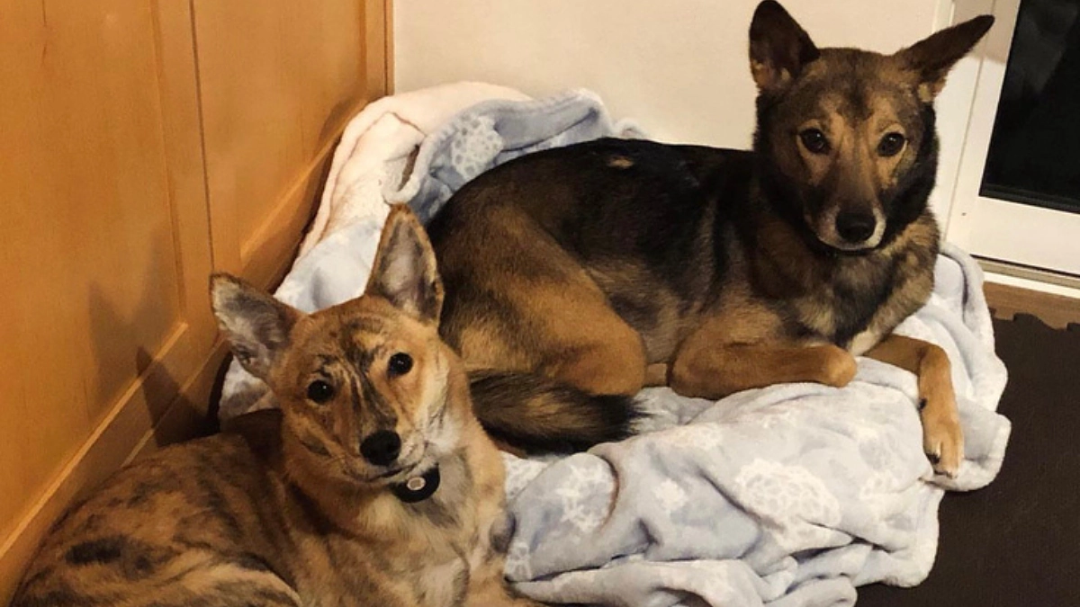 【1600万円まであと45万円】野犬をなくす活動は、費用と時間、精神的な忍耐と根気強さが必要です。