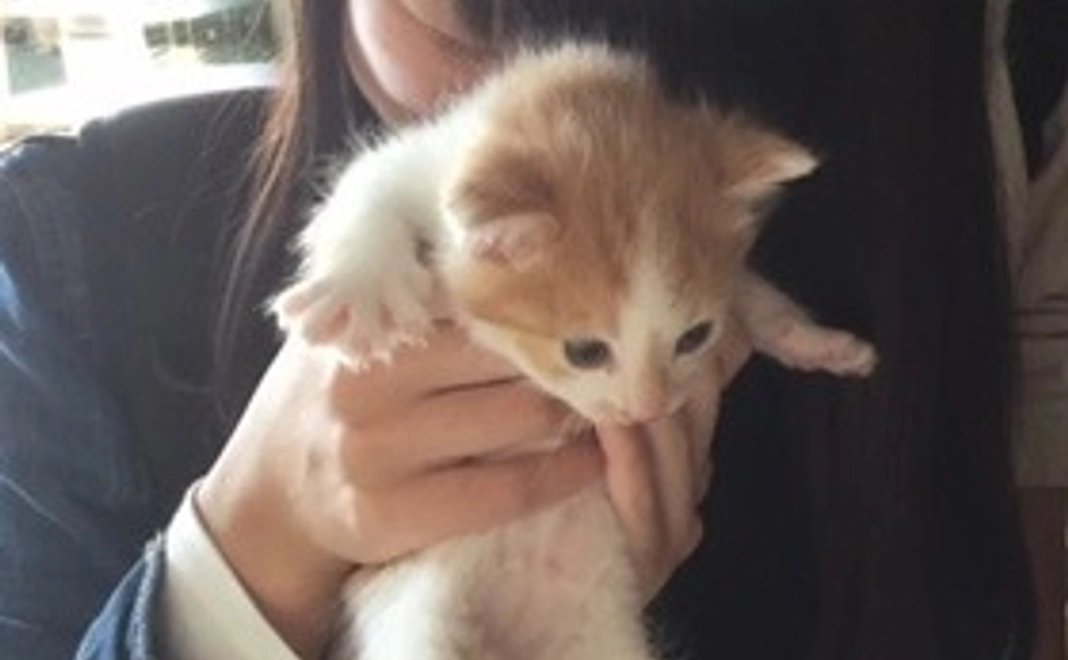 たっぷりフレンズコース(もっち、たくさん抱いてにゃん)