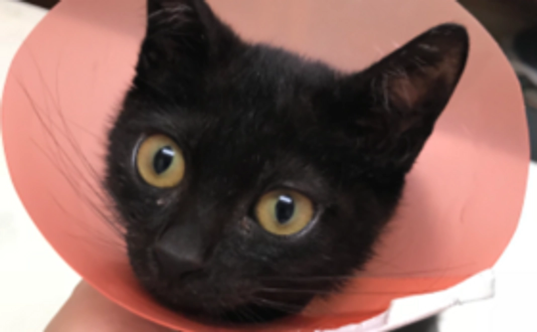 がんばれ！コース【1000円】