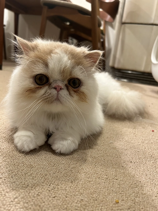 コハクくん回復してきてます！