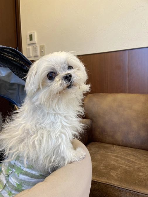 萌萌えの肺高圧はますます改善されている🥹✨❤️