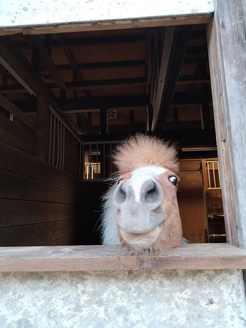 パインちゃんの部屋に窓を！大作戦