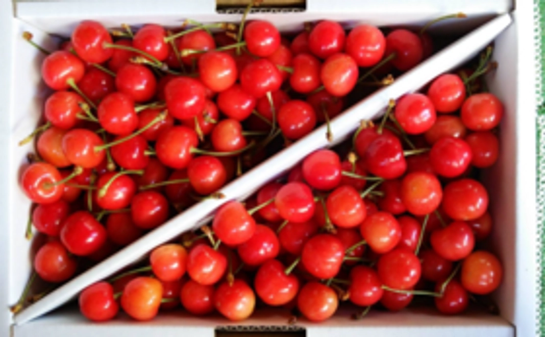 【お試しコース：あなたのその一口が兼業農家・小規模農家の未来を支える一歩になる】