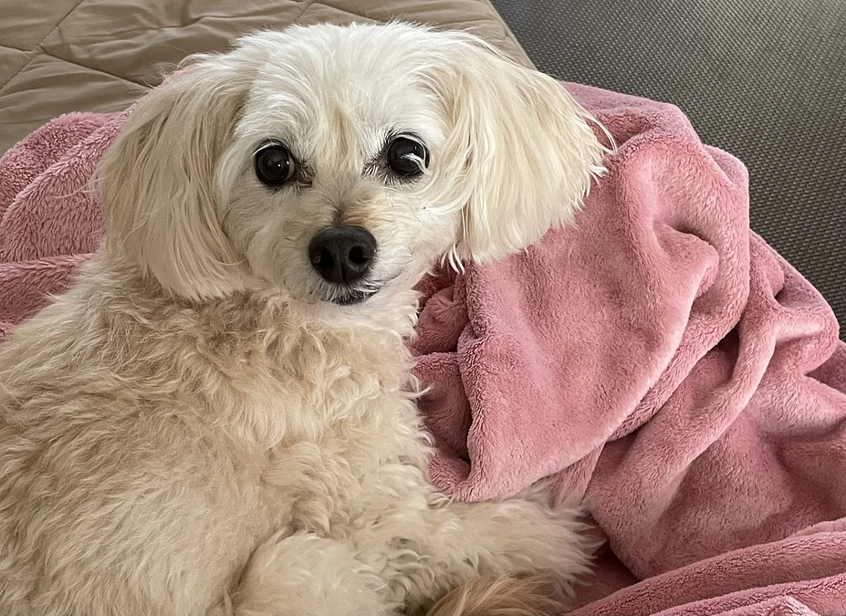 酸素ルーム拒否…