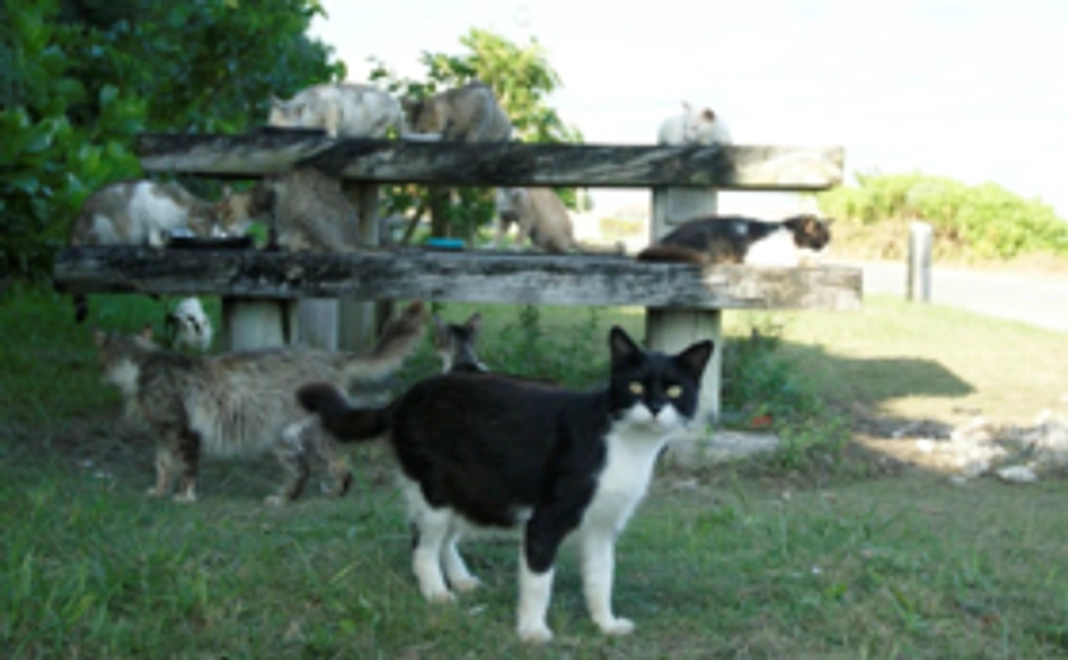 石垣島の猫たちへの応援コース