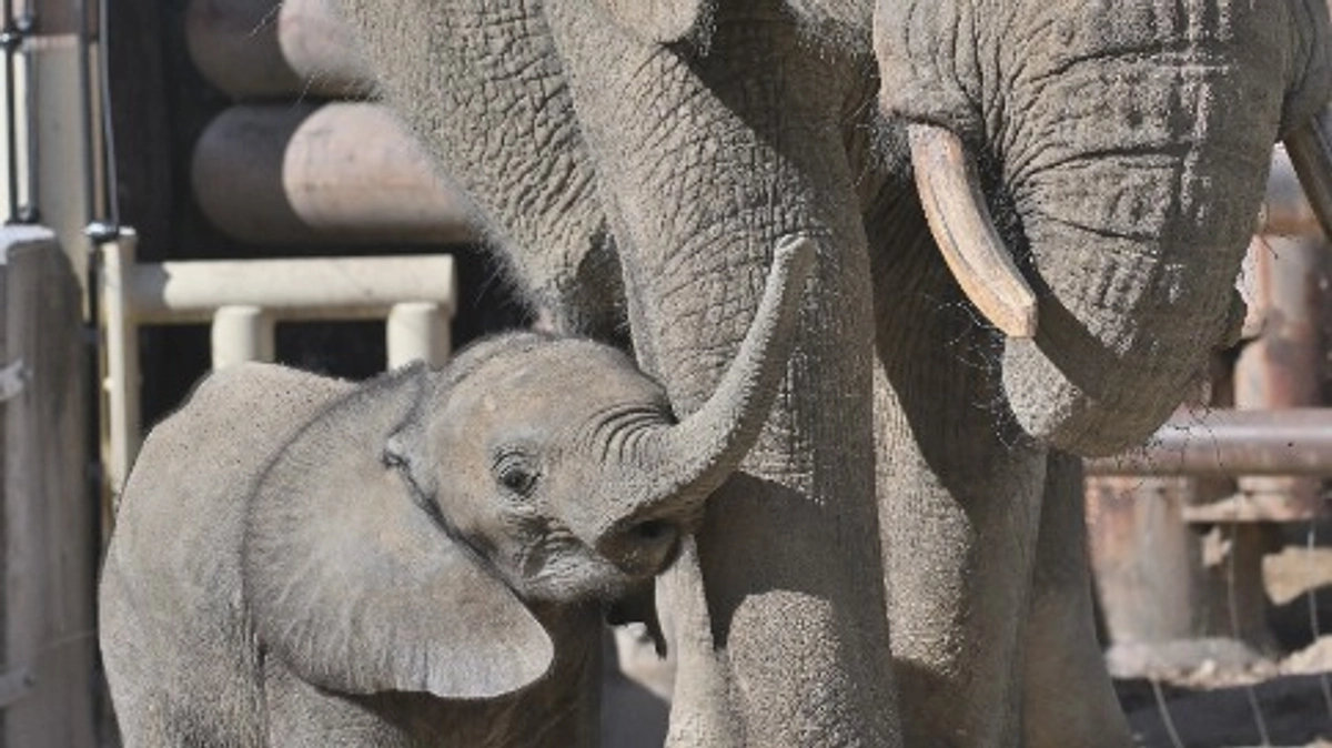 放送決定！NHK『ザ・バックヤード』でマルミミゾウの特集が放送されます！
