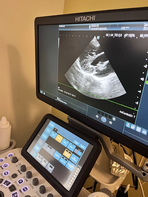 モモちゃんの診察