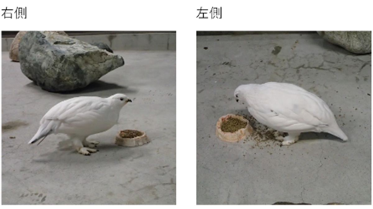 ライチョウ基本情報①　ライチョウの現在の羽根の色について