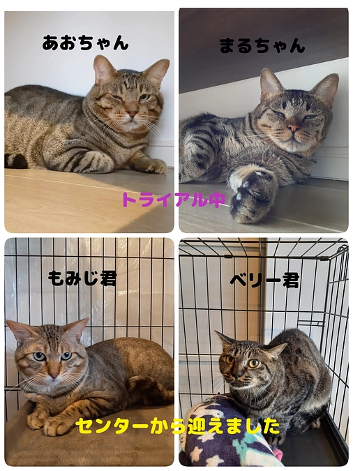 【まる】【あお】ちゃんトライアル中・愛護センターから2匹迎えています。