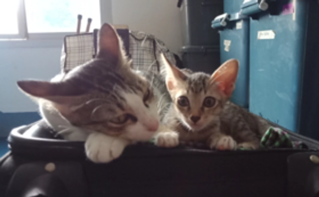 野良猫母ちゃんファミリーを守りたい01