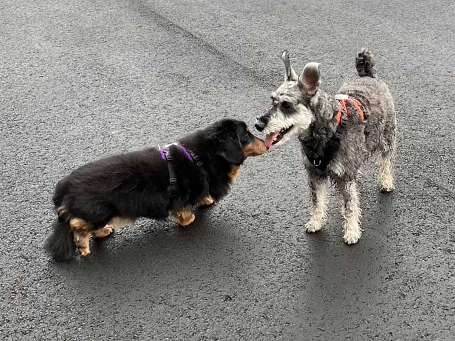 6月の活動報告：ドッグバンパーの製作数4個