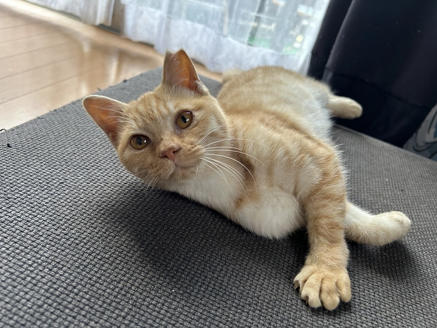 今年最後の仔猫の保護…来年度への抱負