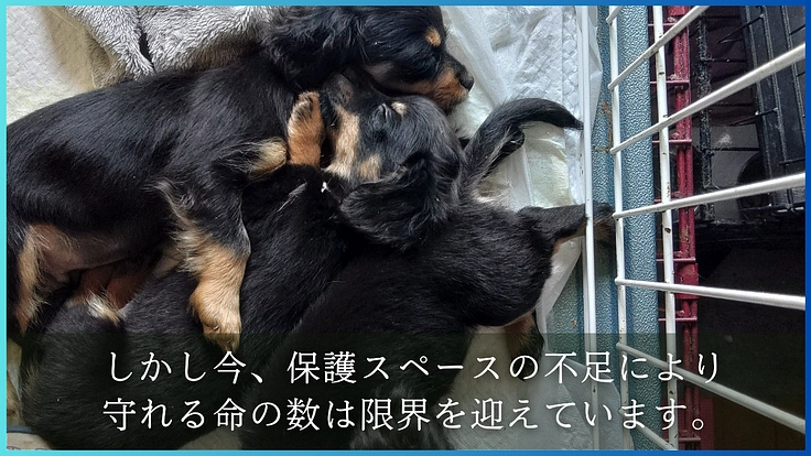 人生をかけた挑戦。行き場のない保護犬猫たちへ最後の砦をつくります！ 3枚目