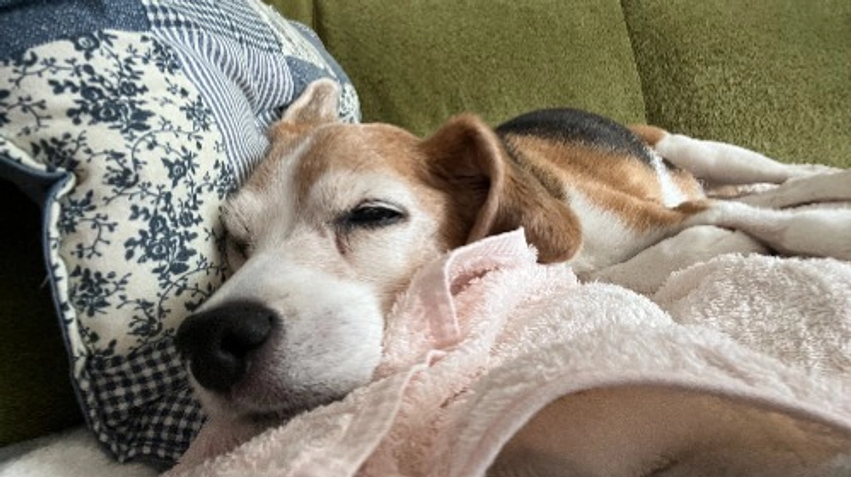 10/6 動物病院に再診へ行き、今後の治療方針のお話をしてきました