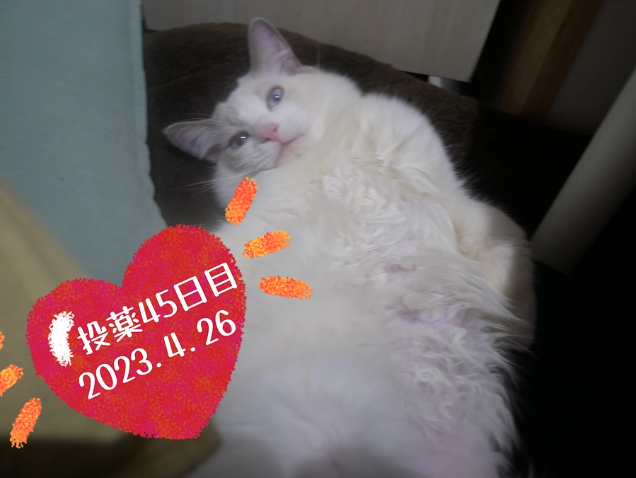 投薬４５日目(2023.4.26)&ご支援のお知らせ