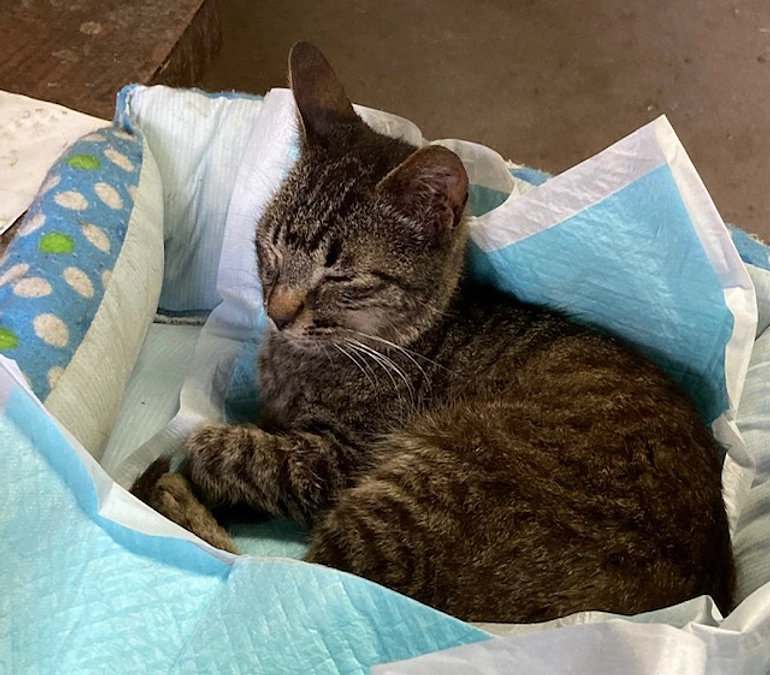 ノミマダニの薬をつけに