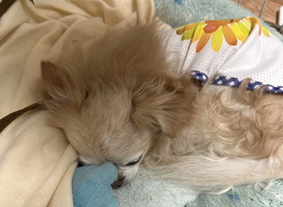 バニラは落ち着いて過ごしてます