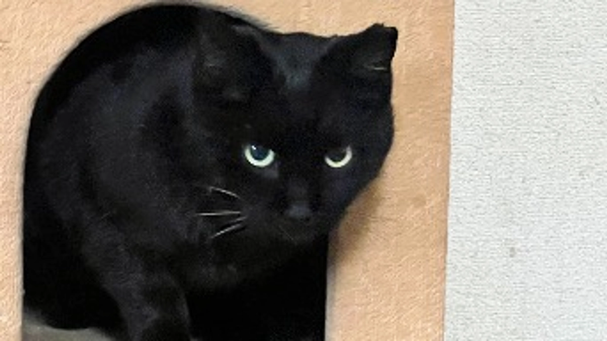 あずきちゃん🫘