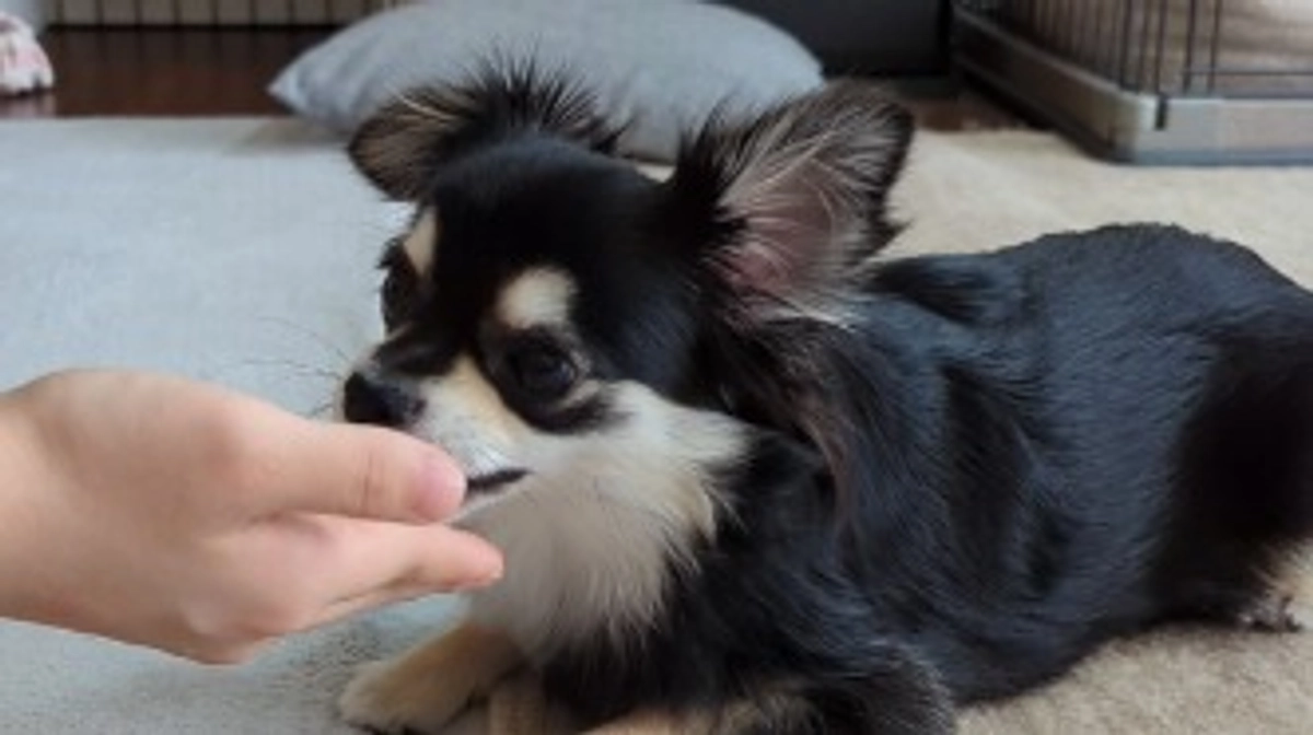 初めてのスイカ🍉