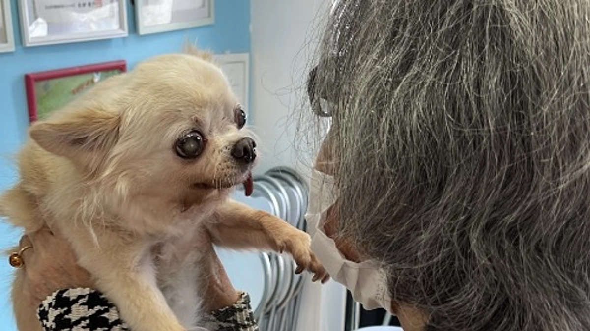 【シニアドッグサポーターで幸せになりました】高齢者と暮らし、誕生日も不明だったるみ。新たな家族の元へ