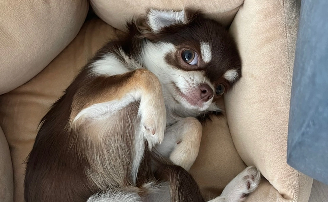 がんばれこにゃ！<3000円>