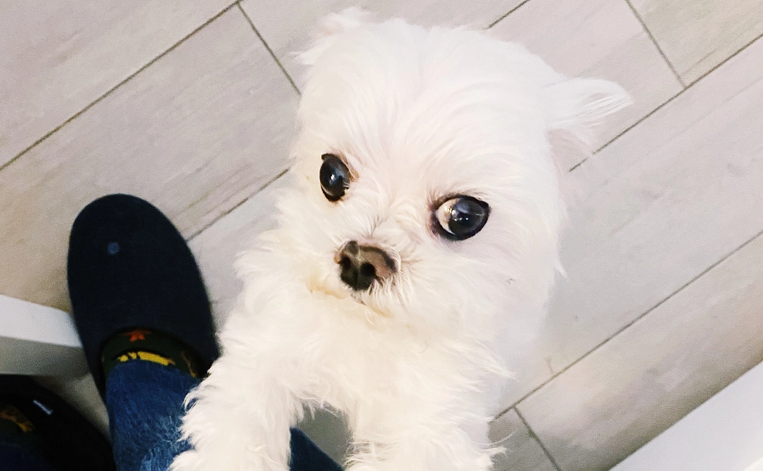 萌萌を応援する $3000