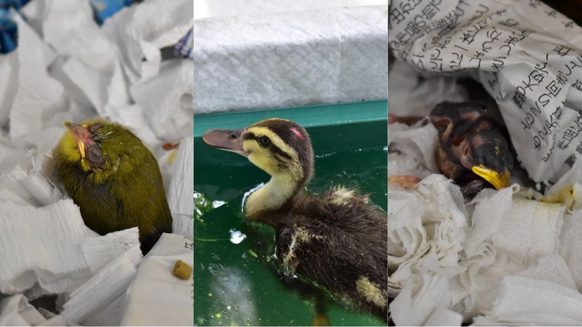 【保護情報と訃報】スズメ・メジロ・カルガモの雛鳥