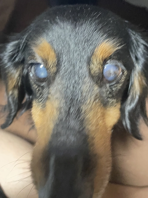 明後日は治療日