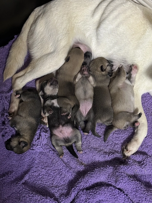 クマモンズからのミニクマモンズ