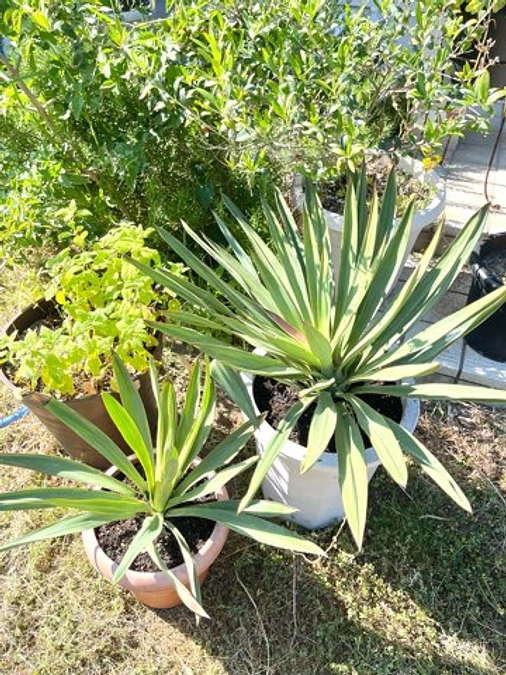 またいただきました‼️ありがとうございます☺️