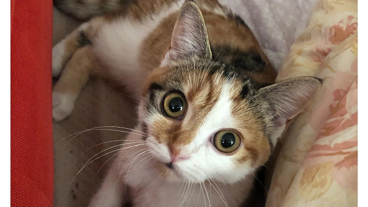 FIP(猫伝染性腹膜炎)の治療に支援をお願いいたします。