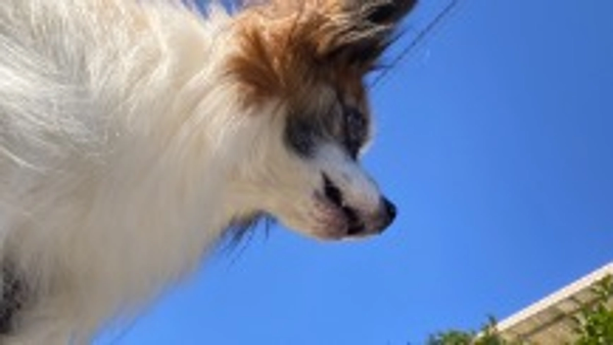 ‼️残り36時間となりました‼️