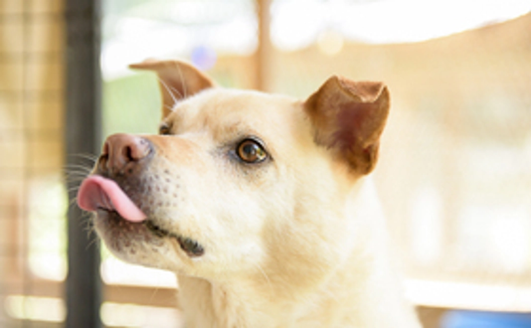 オリジナルのポストカードとエコバックをお送りいたします