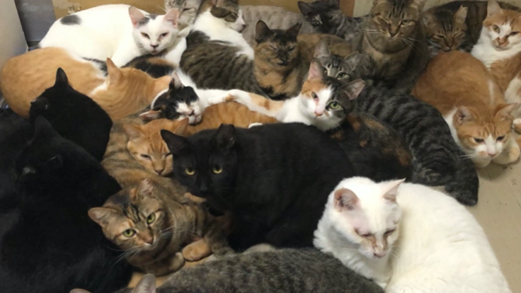 猫の保護、シェルターを作り殺処分をできるだけ減らしたいです。