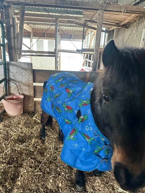 あんらいえんホースって何してるとこなの？