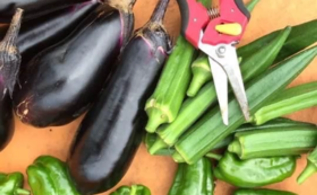 【NEW】シェアファーム体験コース（先着3名）