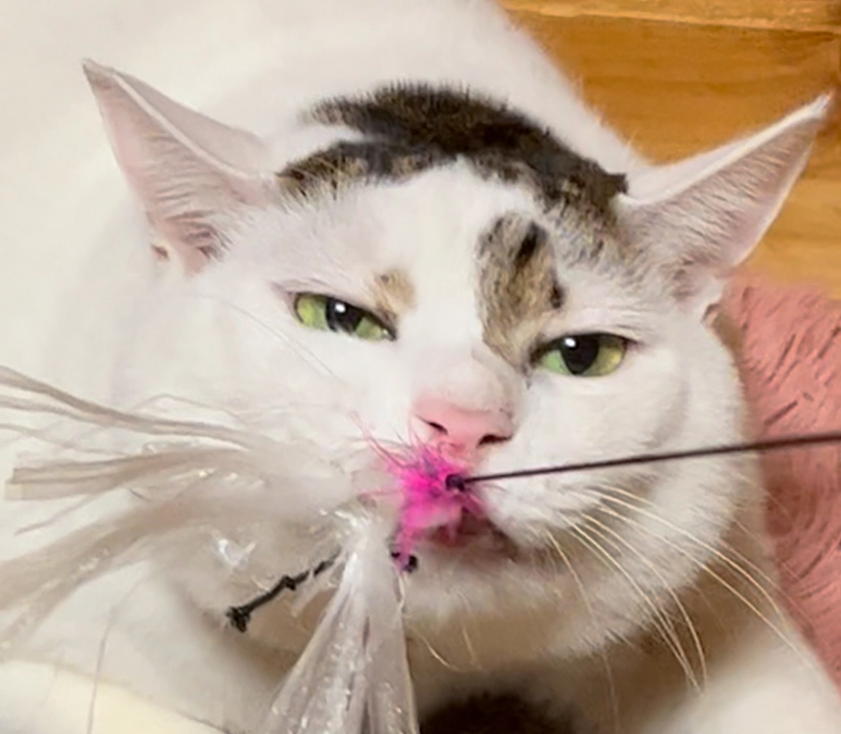 寺田とびうお君（マグロの兄）