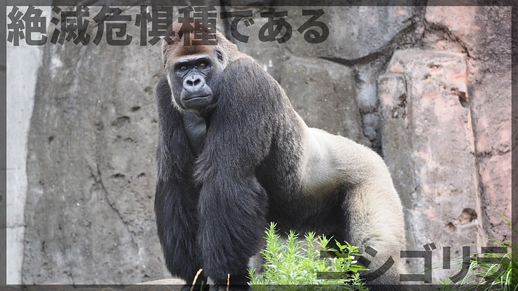 未来へ紡ぐゴリラプロジェクト｜動物福祉の向上と学術的知見を活かす！ 2枚目