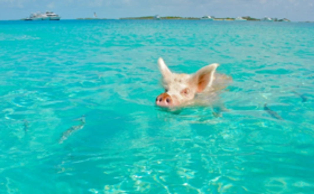 【リターンなし】ただただ応援